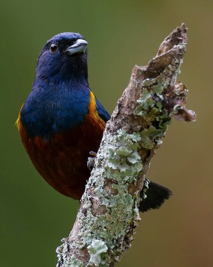 Chestnut-Bellied Euphonia