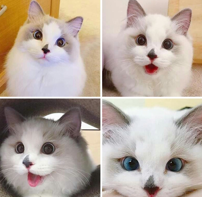 8. "Pearl's adorable cat eyes shimmer like precious pearls, capturing hearts with their irresistible charm."