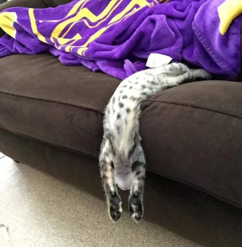 16. "Not much can disrupt her sleep."