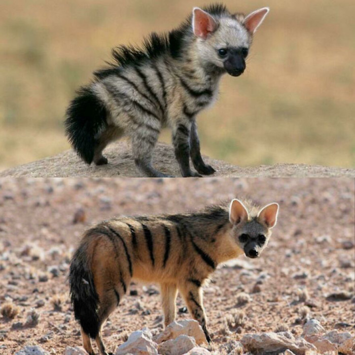 Aardwolf, Proteles Cristata. One Aardwolf Can Lap Up As Many As 250,000 Termites During A Single Night!