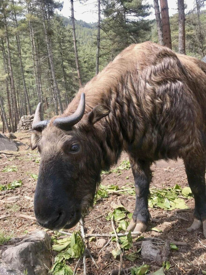 Takin (Budorcas Taxicolor)