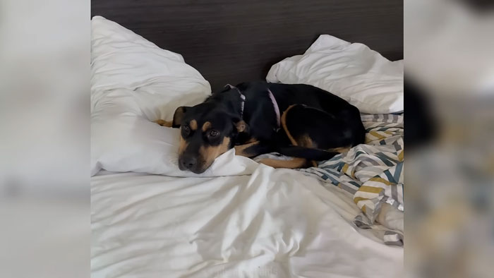 Finally Safe, Cozy, and Surrounded by the People Who Saved Her, She Was Captured on Camera Cuddled Up on a Soft Pillow in Their Hotel Room