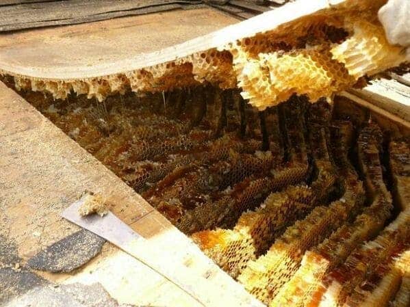 13. “Giant beehive takes over roof. That’s a lot of honey.”