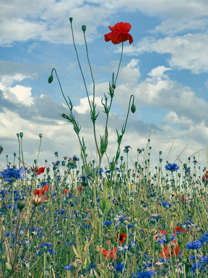 Nature, 3rd Place, Photo By Paul Kitcatt (United Kingdom)