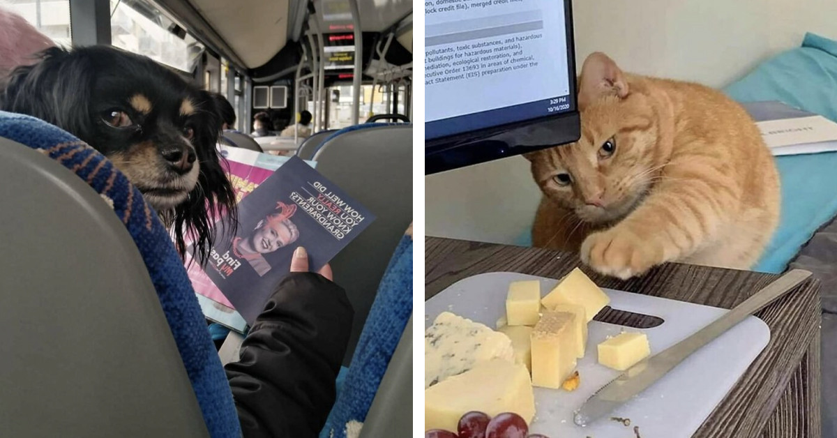 40 Animals Who Said ‘Nope’ To Normal Behavior Today