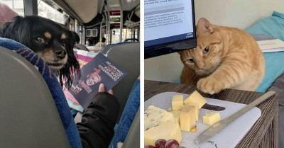 40 Animals Who Said ‘Nope’ To Normal Behavior Today