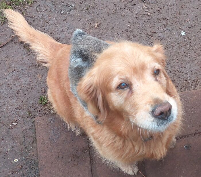 Some fans joked that Denni is running Australia’s first koala taxi service.