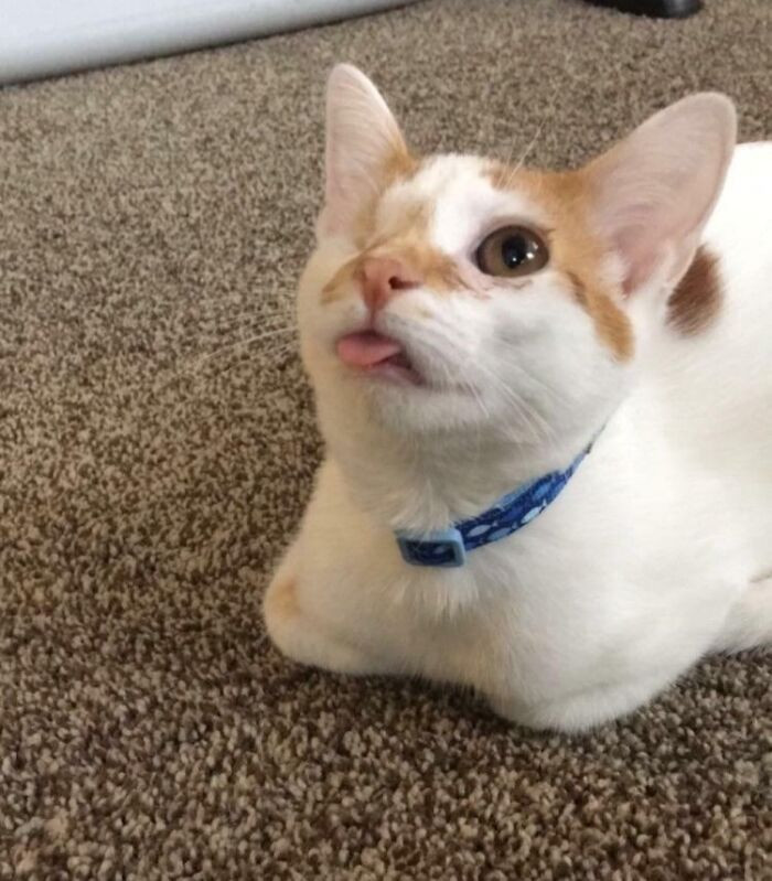 3. My One Eyed Blep