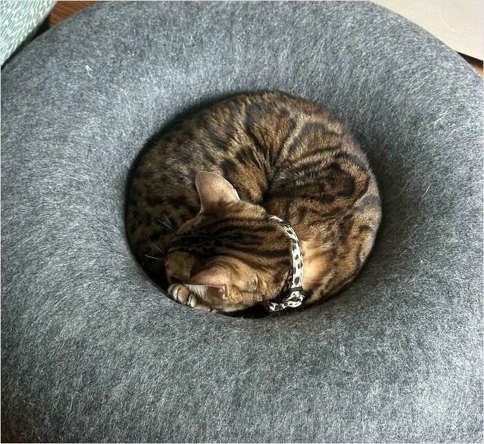 "Circle Cat, Per Wife Request"