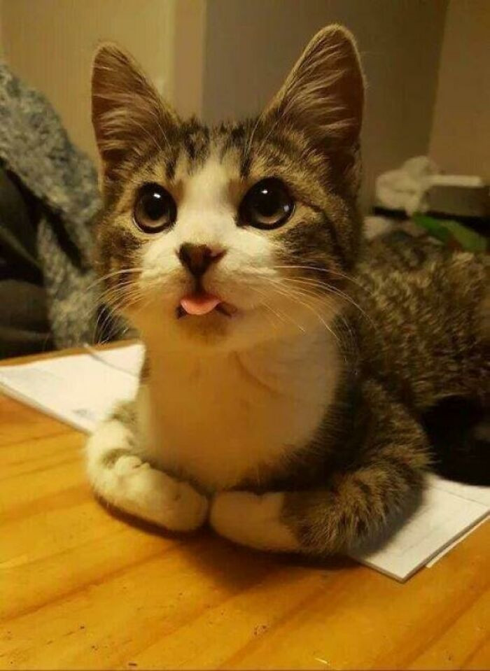 51. Kitty Bleploaf