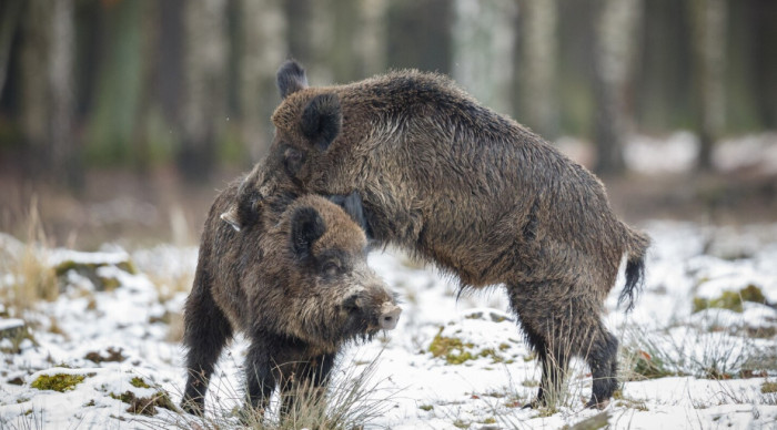 Pig vs Boar