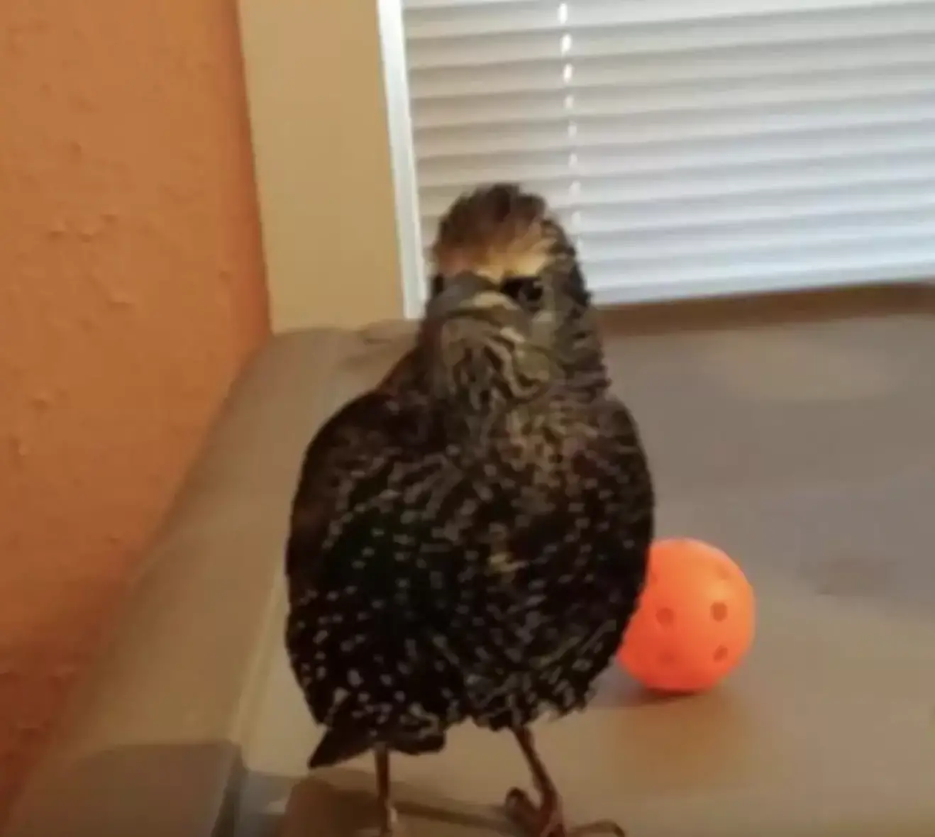 Susan intended to set Klinger free once he grew up.