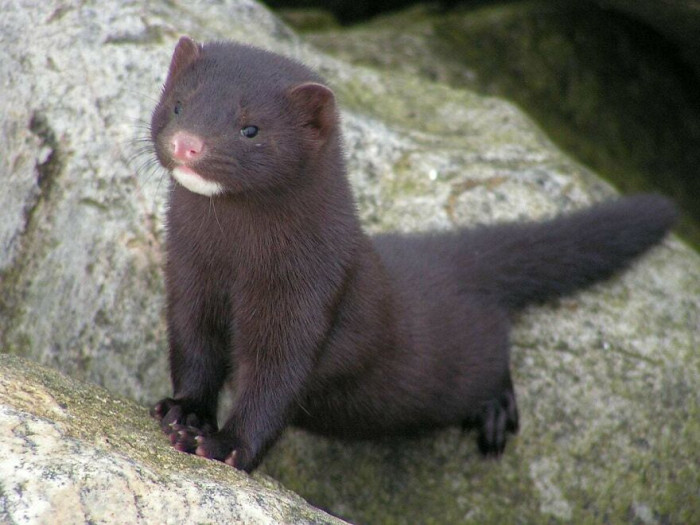 American Mink (Neogale Vison)