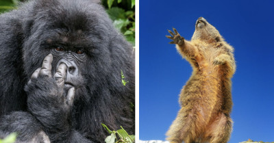 These 80 Comedy Wildlife Award Photos Are The Funniest Animal Shots Ever Taken