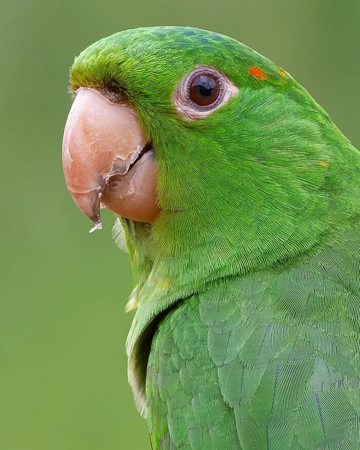 White-Eyed Parakeet