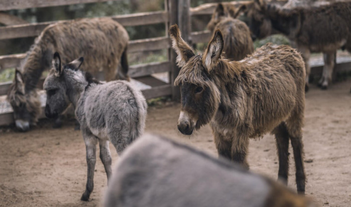 Donkeys and Mules
