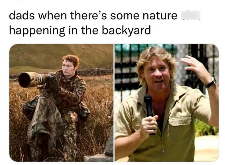 Suddenly, the backyard becomes a wildlife documentary set.