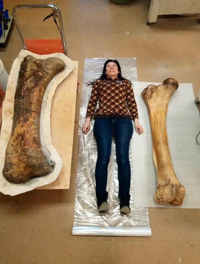 7. "Triceratops Femur (Left) vs. Elephant Femur (Right)"