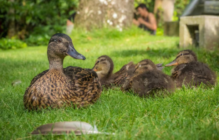 Ducks