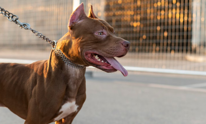 Best Strong Male Dog Names