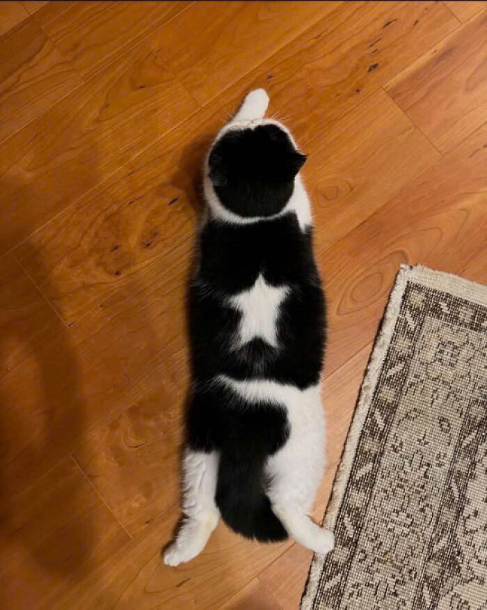 22. That's my star kitty