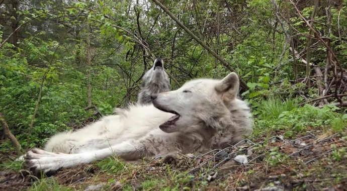 The wolves, still groggy and half-asleep, respond to the call with howls.