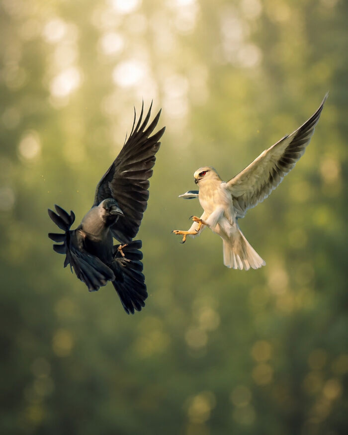 “Black-Winged Kite And Crow”