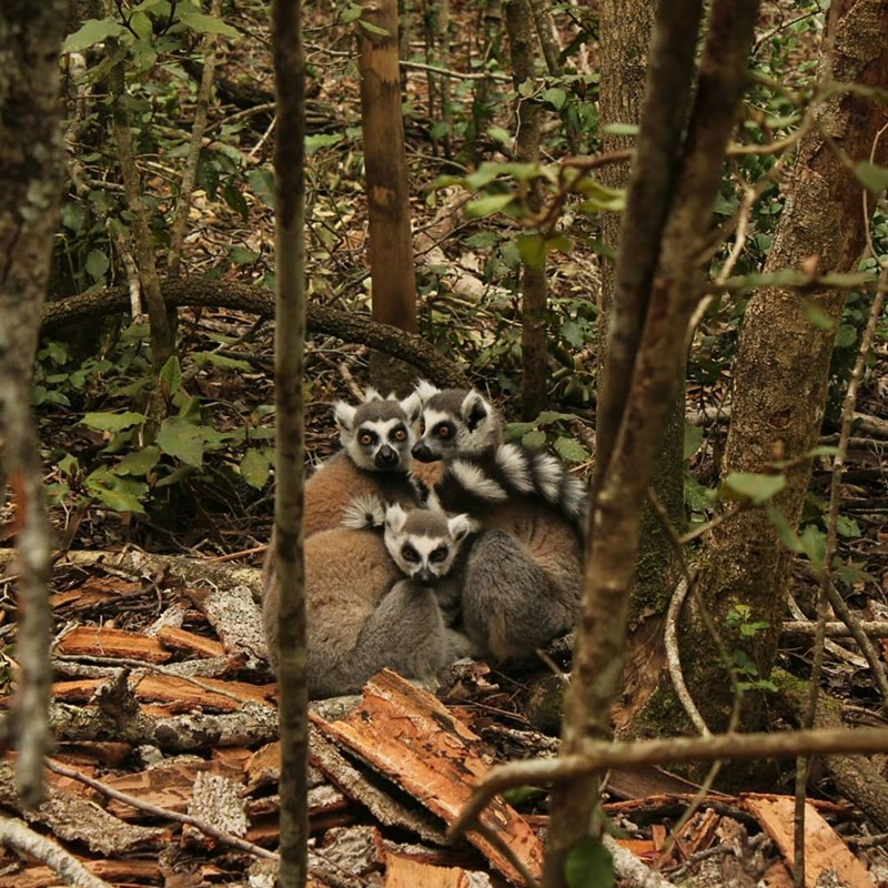 15. The females make crucial decisions about foraging routes and resting locations, guiding the group's daily activities and overall survival strategies.