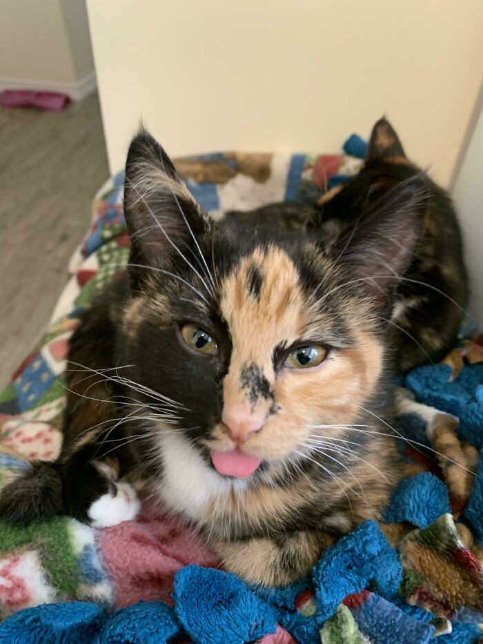 41. Cleo Bleps