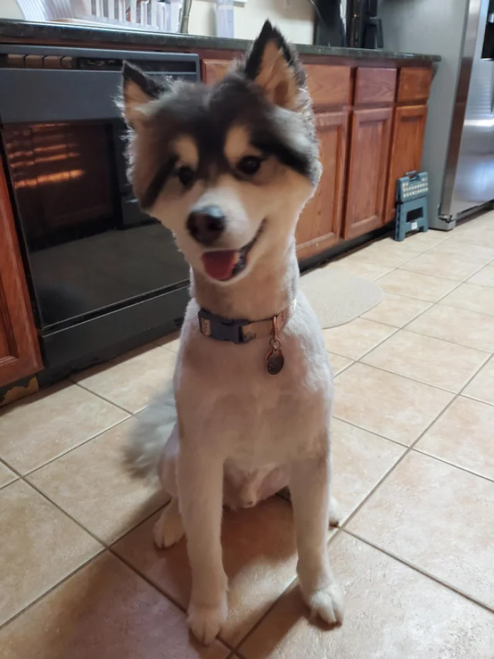 The least you can do is give the poor pup some treats after this bad cut.