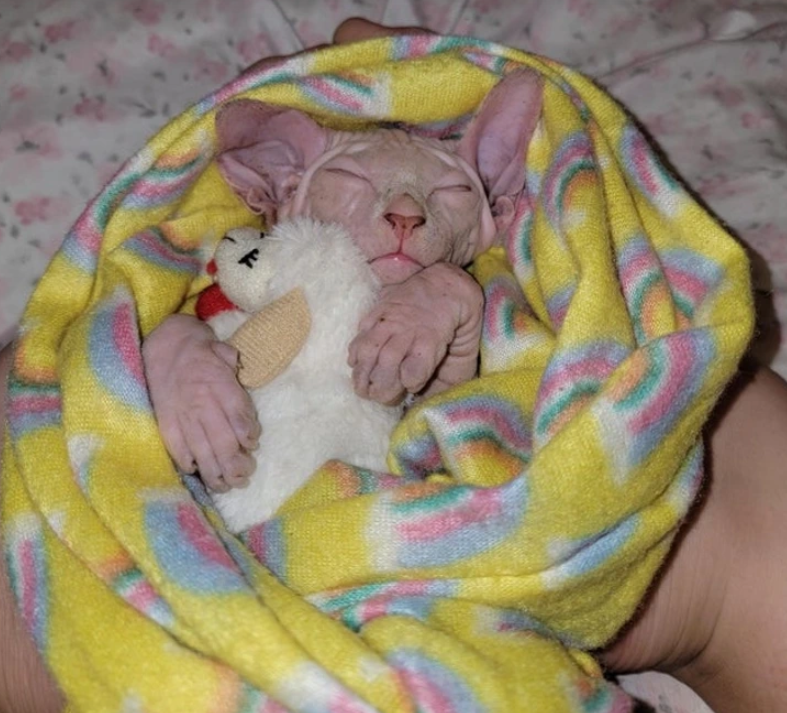 16. "Sleeps Like a Baby"