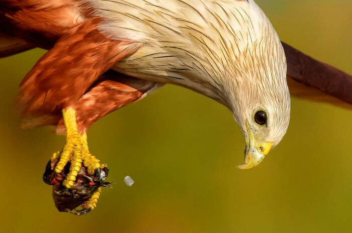 “Brahminy Kite”