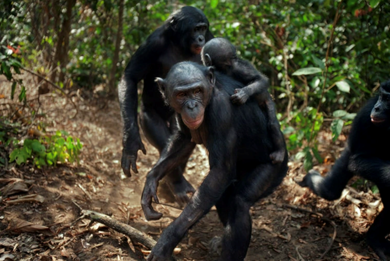 8. Female bonobos form strong alliances and networks, often using these relationships to influence group decisions and maintain harmony within the troop.
