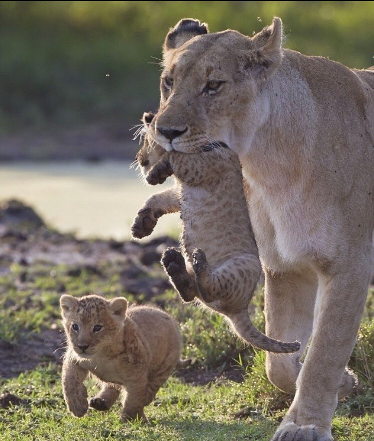 17. These lionesses work together to hunt, raise their cubs, and defend their territory, ensuring the pride's cohesion and survival.