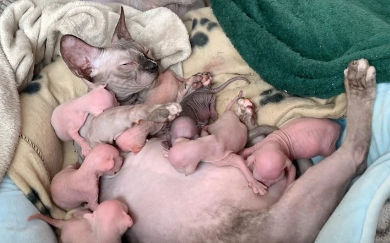 12. "Naked Babies Overload"