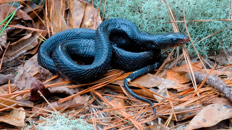 This program began in 2006 and included snakes captured in Georgia. Four years later, the first snakes were released into the Conecuh National Forest. The recent discovery confirms that these snakes survived and adapted to their new environment.