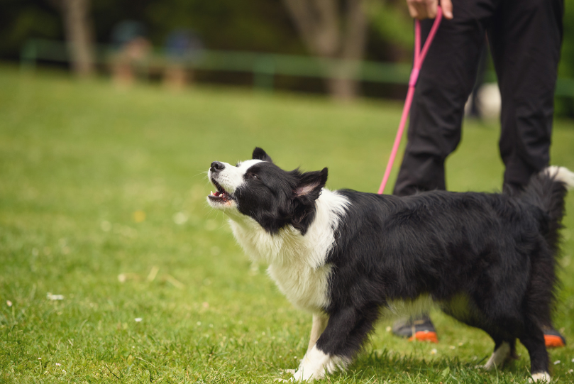 If this occurs regularly, the OP should talk to his neighbor about it.