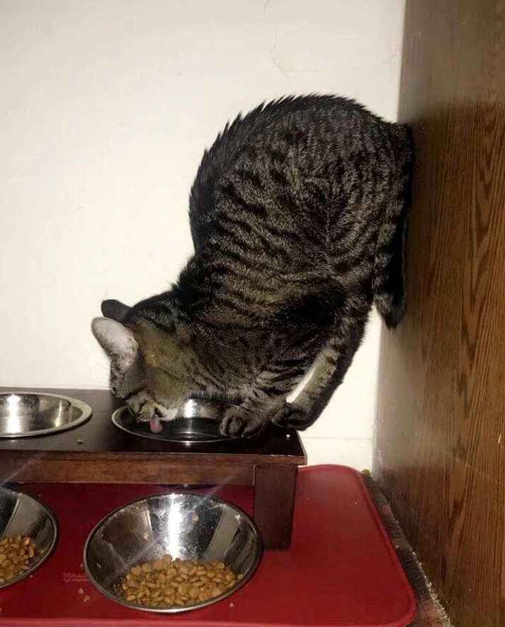 14. "This Is How My Cat Thinks It Works."