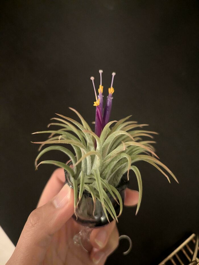 "My Airplant Flowered!"