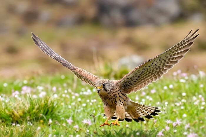 “Common Kestrel”
