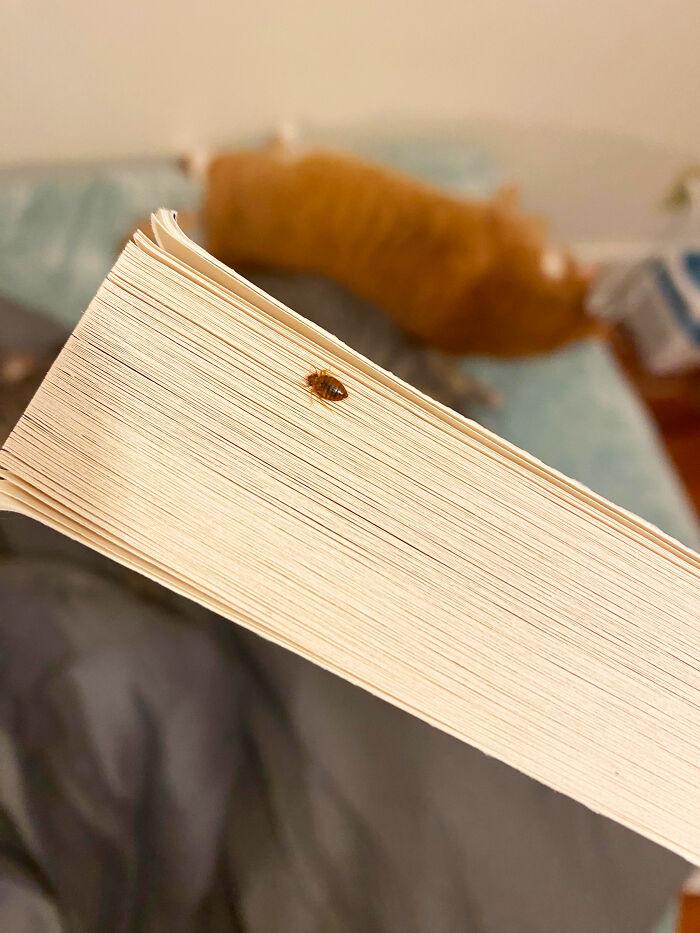 31. As a librarian, you'd be horrified by how many books we get returned and have to throw out because they're absolutely *covered* in bed bugs.