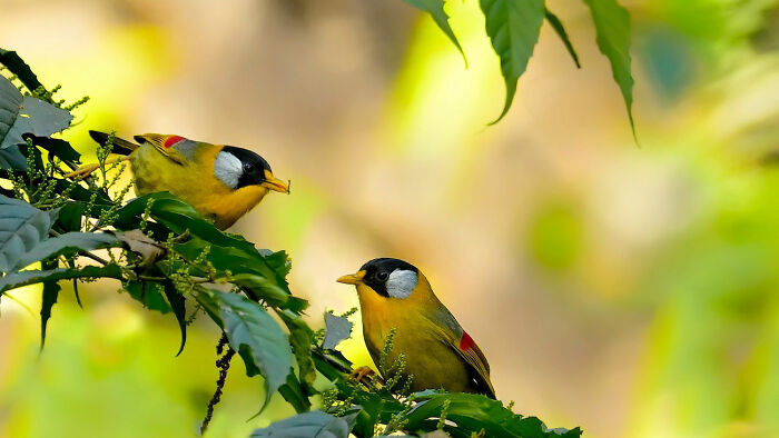 “Silver-Eared Mesia”