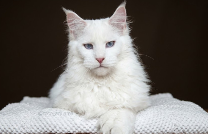 Do Maine Coon kittens have blue eyes?