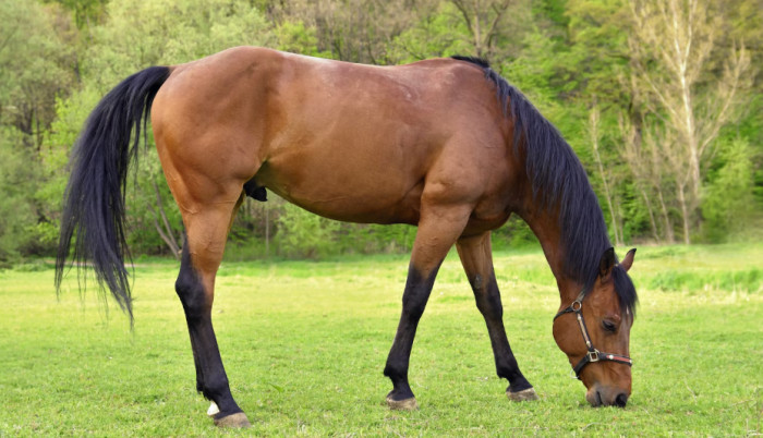 Horse Appearance