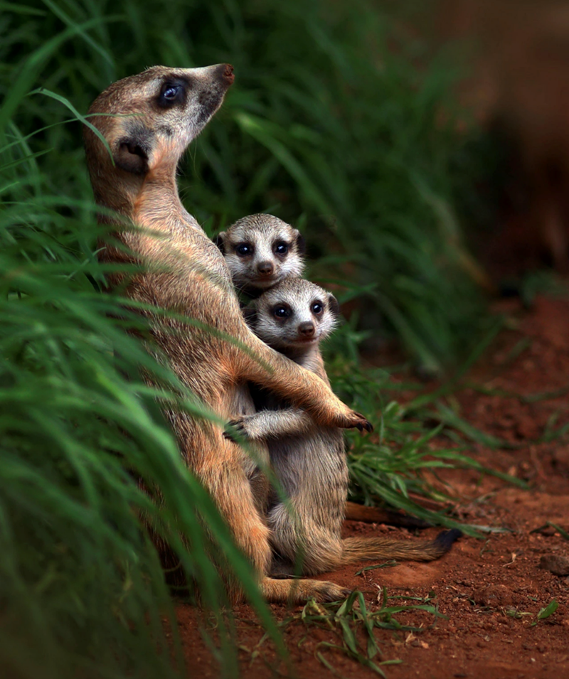 11. Meerkats