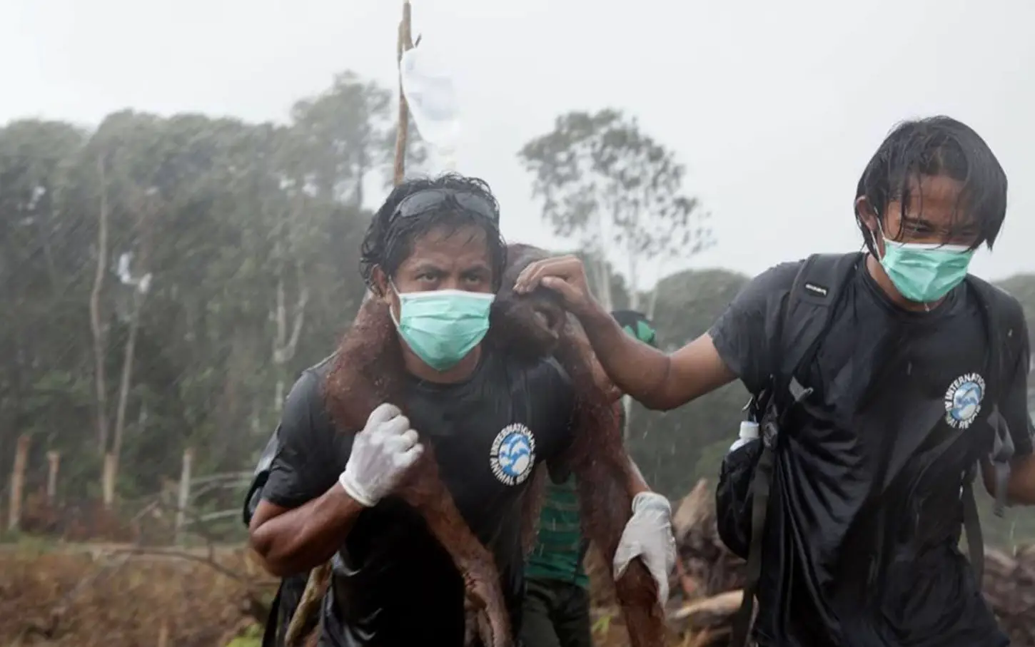 International Animal Rescue saved the distressed orangutan and ensured its safety.