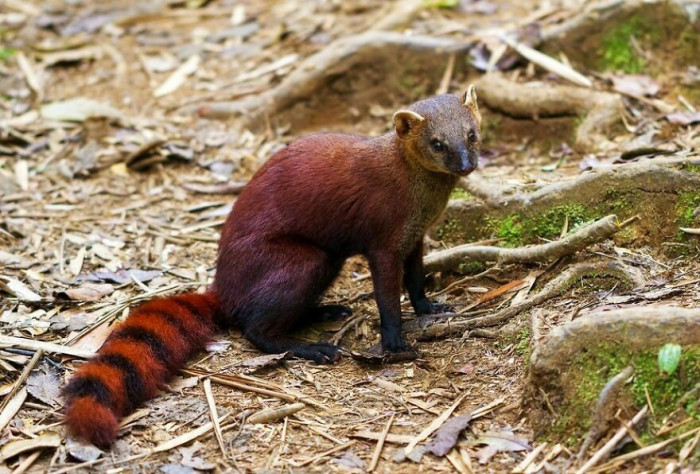 Galidia Elegans: Ring-Tailed Vontsira