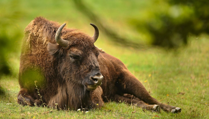 Water Buffalo and Bison