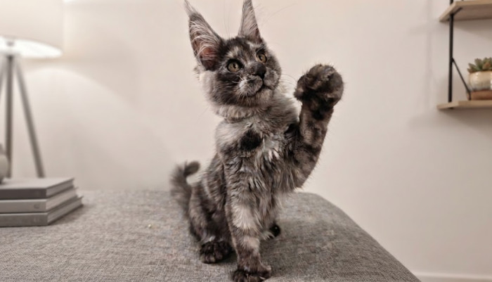 Are Maine Coons smart?