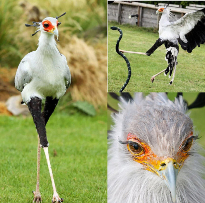 Secretary Birds Are Famous For Its Snake-Stomping Legs; A Single Kick Delivered Some 195 Newtons Of Force. They Are Also Famous For Their Long Eyelashes